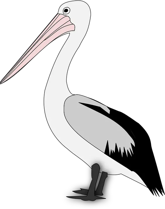  Png Transparent Pelican Pelicans Clipart Png Pelicans Logo Png