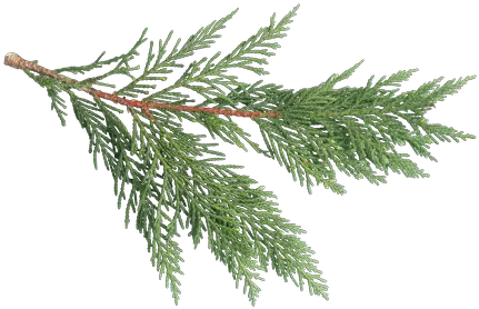  Texture Ninja Pine Texture Leaf Png Rust Texture Png