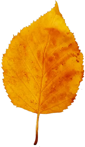  1080 Uhd Autumn Leaf Clipart Pack 5875 4570book Fall Small Leaf Png Fall Leaf Transparent