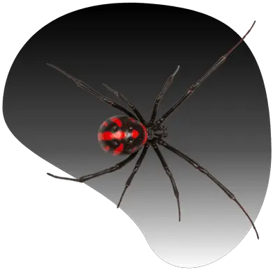  Fortifiedu0027s Summer 2022 Newsletter Southern Black Widow Png Black Widow Icon