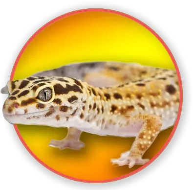  Download Common Leopard Gecko Leopard Gecko Png Leopard Gecko Png