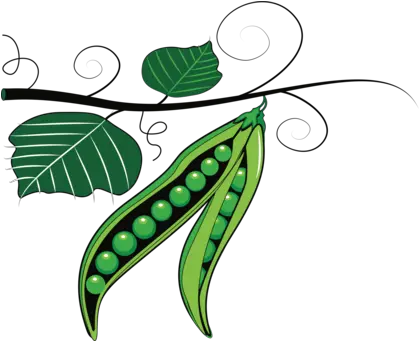  Download Peas Drawing Green Bean Png Peas Clipart Pea Png