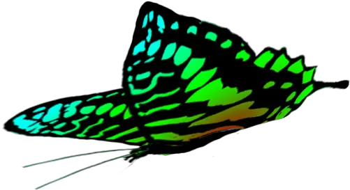  Butterfly Clipart Green Butterfly Png Drawing Fly Clipart Png