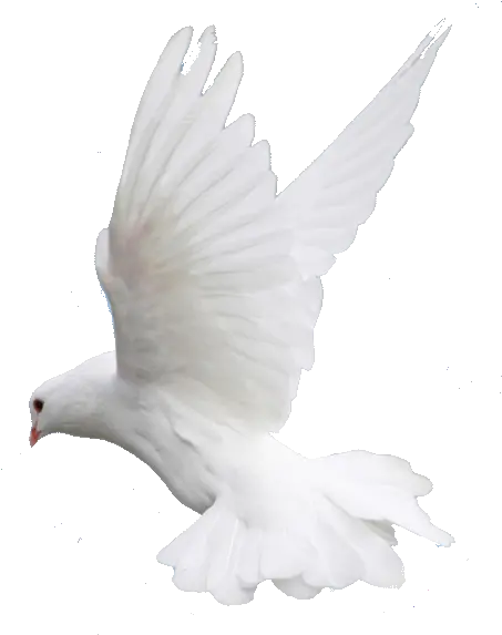  Fly Flying Dove Wedding Image Png Pigeon Png Hd Fly Transparent