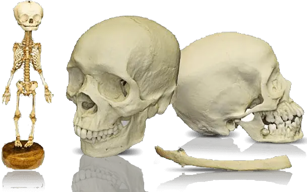  Skulls Unlimited World Leader In Real And Replica Skull Png Human Skull Png