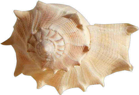  Conch Shell Png Clipart Background Play Sea Shells Png Shell Png