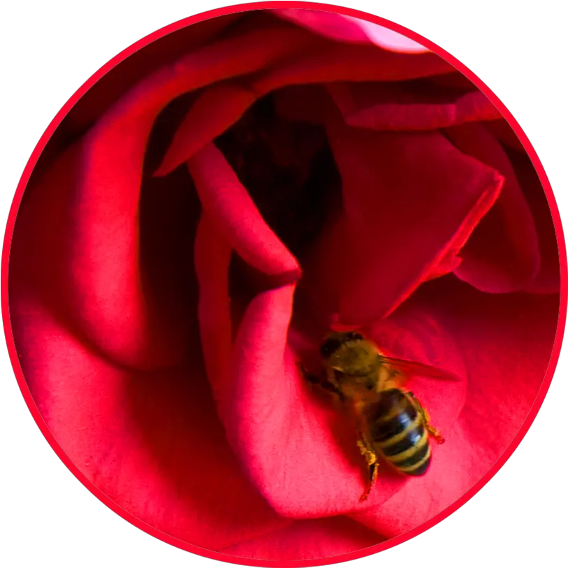  Bee Clipart Bee On A Rose Png Bee Png