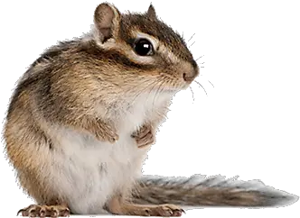  Chipmunk Pest Control Satisfaction Guaranteed Enviropest Ny Chipmunk Png Chipmunk Png