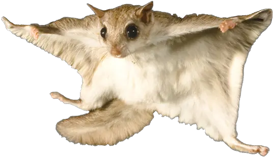  Flying Squirrel With No Background Png Red Data Book Animal Squirrel Transparent Background