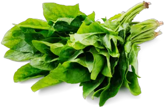  Fresh Grownenglishspinachsupplierswholesalershydro Spinach Png Spinach Png