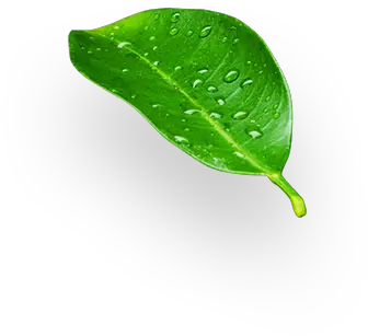  Don Limón Orange Tree Leaf Png Limon Png