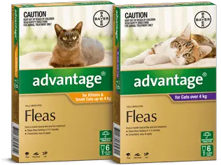  Advantage For Cats Kittens Advantage Flea Treatment Cats Png Kitten Transparent