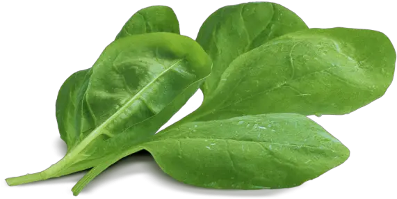  Spinach Png Baby Spinach Png Laurel Leaves Png