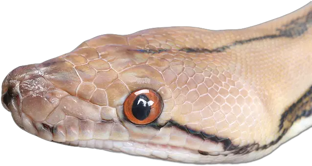  Snake Png Photo Snake Head Transparent Snake Eye Png