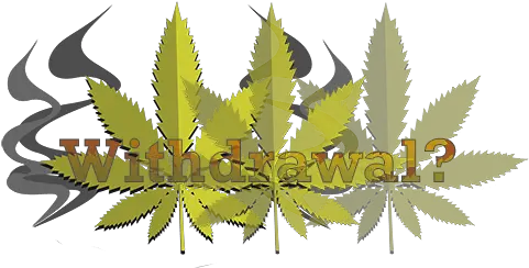  Does Marijuana Cause Withdrawals Illustration Png Marijuana Transparent