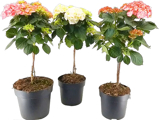  Hydrangea Altanova Flowerpot Png Hydrangea Png