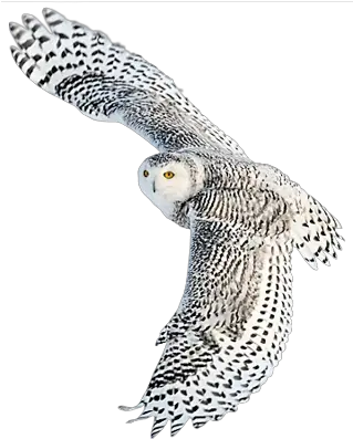  Snow Owl Transparent Png Clipart Free Flying White Owl Hd Owl Transparent