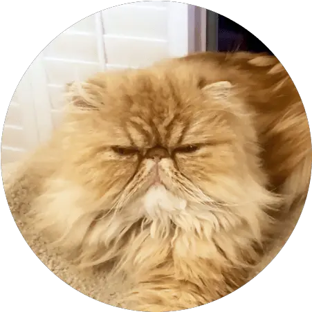  Cat Insurance Plans Pumpkin Soft Png Grumpy Cat Icon