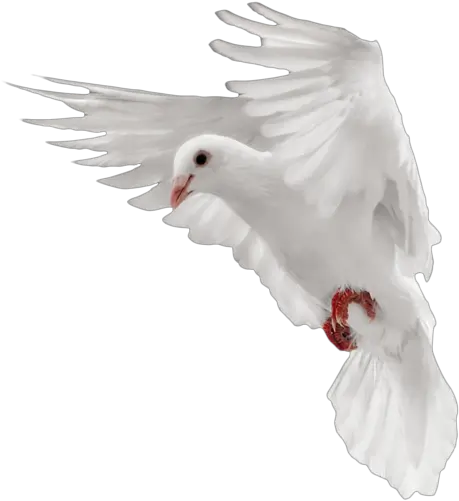  Dove Pigeon Png Transparent Image Png Of Flying Pigeon Dove Transparent