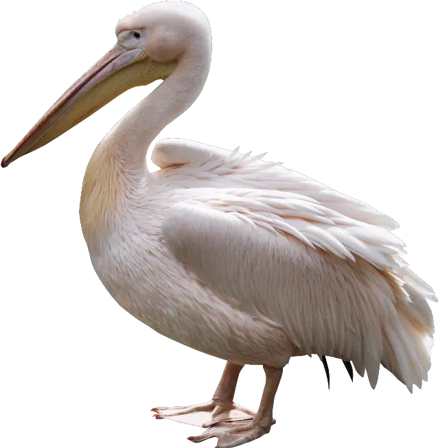  Pelican Png Pelican Png Transparent Pelican Png