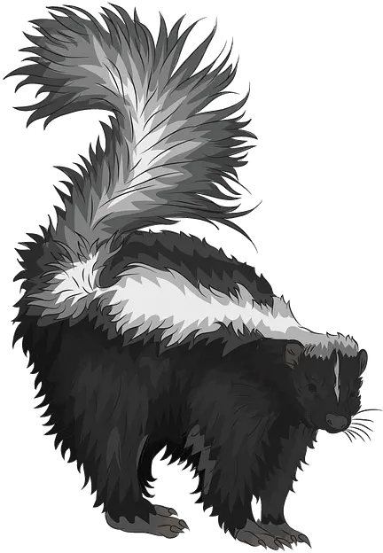  Eastern Spotted Skunk Clipart Png Transparent