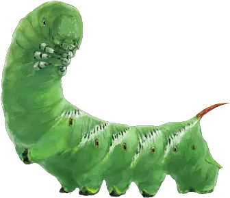  Caterpillar Png Larvae Png Moth Transparent Background