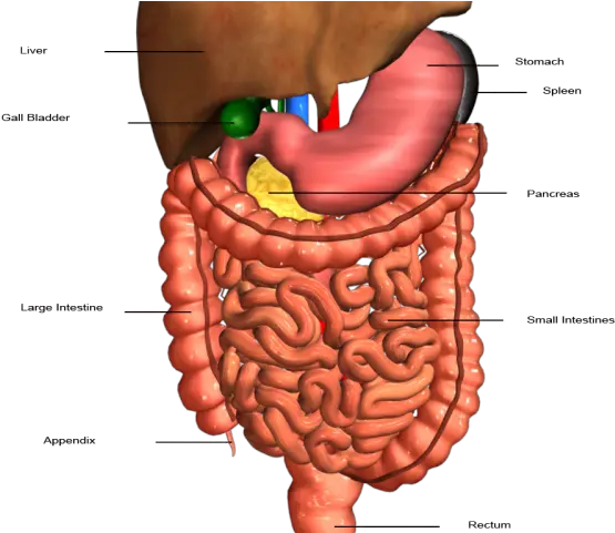  Anatomy Clipart Stomach Human Digestive System Png Digestive System Png