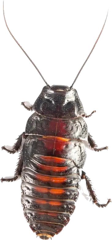  American Cockroach Png Transparent Madagascar Hissing Cockroach Cockroach Png