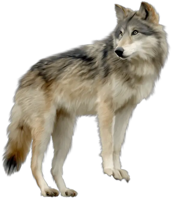  Wolf Looking Sideview Transparent Png Wolf Transparent Background Lobo Png