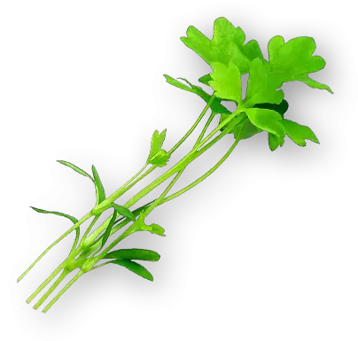  Micro Celery Grass Png Celery Png