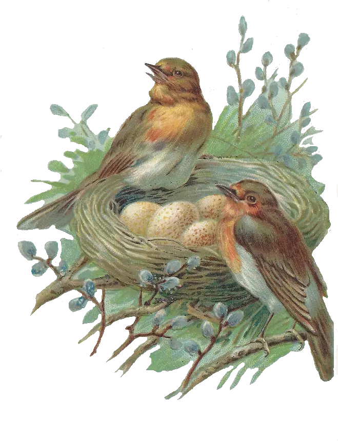  Download Nest Png Image Hq Bird In Nest Png Nest Png