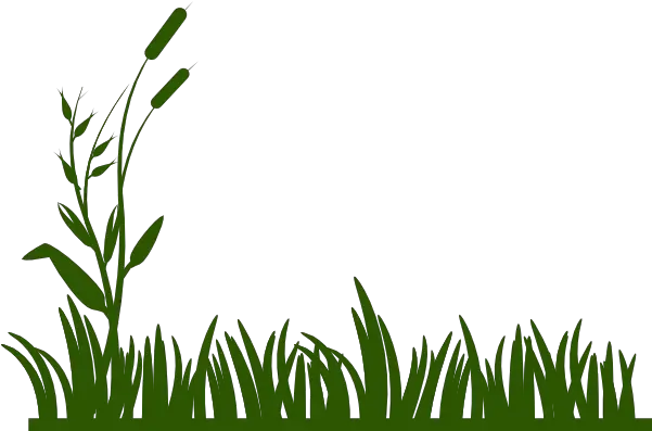  Jungle Clipart Png Grass Drawing Jungle Png