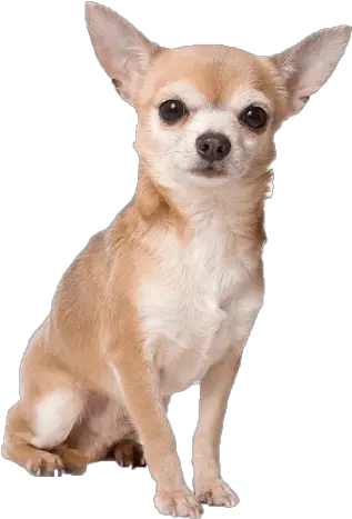  Chihuahua Sitting Transparent Png Chihuahua Small Dogs Puppies Png