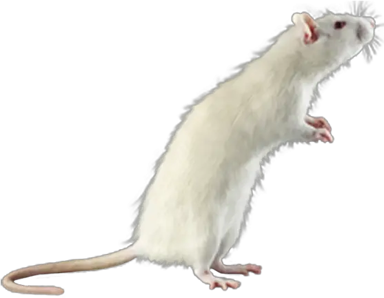  Download Hd Rat Mouse White Png White Mouse Transparent Background Rat Transparent