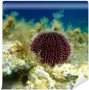  Sea Urchin In The Wall Mural U2022 Pixers We Live To Change Undersea Basin Png Sea Urchin Png