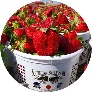  Southern Belle Farm Is An Historic 330 Strawberry Southern Belle Farm Png Belle Icon