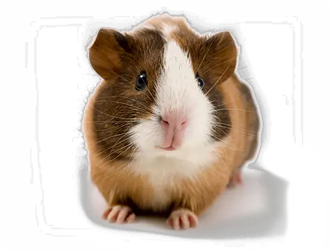  Bigfoots Guinea Pig Rescue Hamster Or Guinea Pig Png Guinea Pig Png