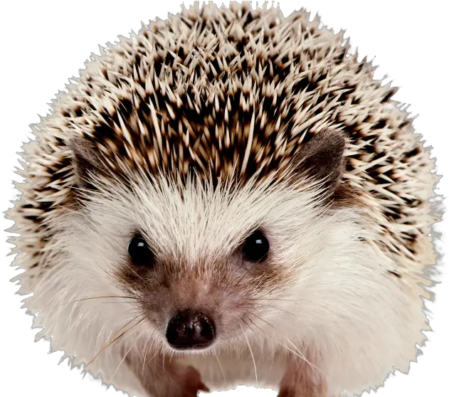  Png Hedgehog Hedgehog Png Hedgehog Transparent Background