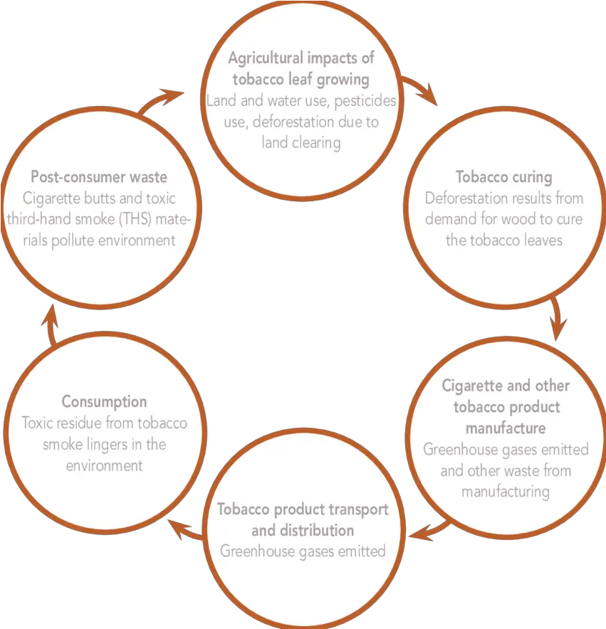  Life Cycle Of Tobacco U2013 From Cultivation To Consumer Waste Life Cycle For Deforestation Png Cigarette Transparent