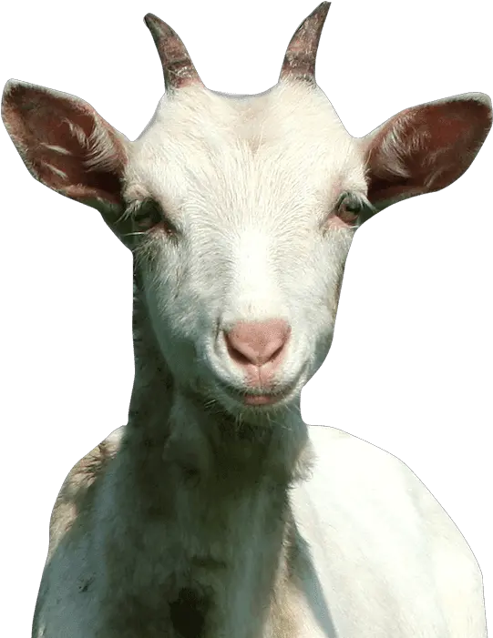  Download Goat Of Rap Hd Png Rap Goat Goat Head Png