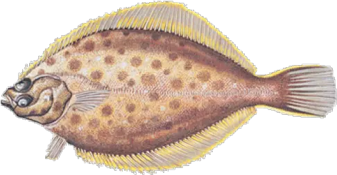  Download Yellowtail Flounder Png Image With No Background Sole Flounder Png