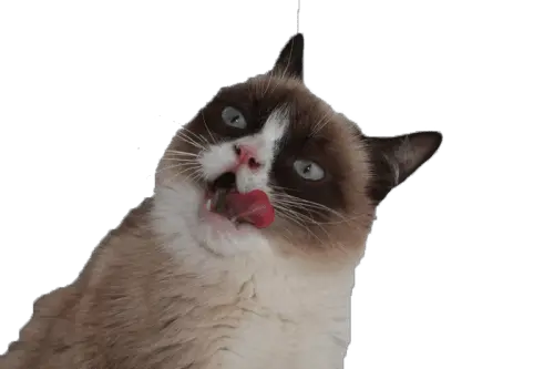  Grumpy Cat Tongue Transparent Png Ugly Cat With Transparent Background Angry Cat Png