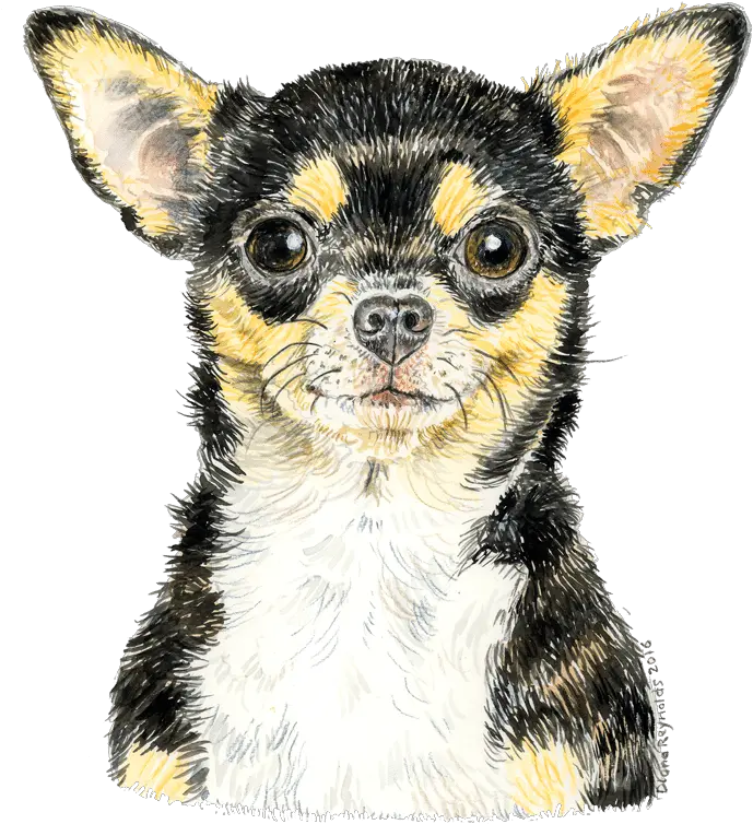  Download Chihuahua Watercolour1 Chihuahua Png Image With Vulnerable Native Breeds Chihuahua Png