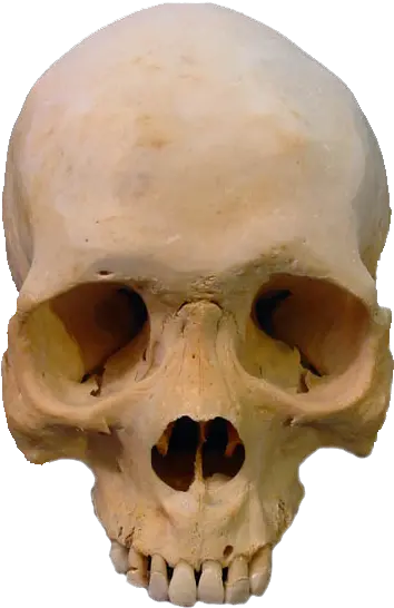  Skull Png Transparent Human Skull Png Skull Transparent