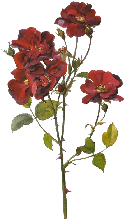  Flores Rosas Rojas Pintura Imagen Gratis En Pixabay Red Botanical Flowers Png Rosas Rojas Png