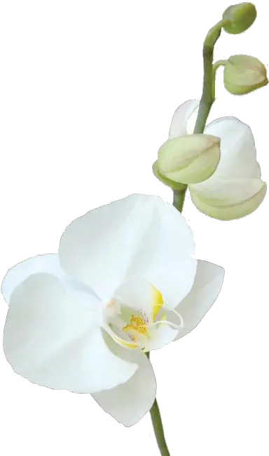  Vavasseur Fleur Caring For Your Flowers Moth Orchid Png Tropical Flower Png