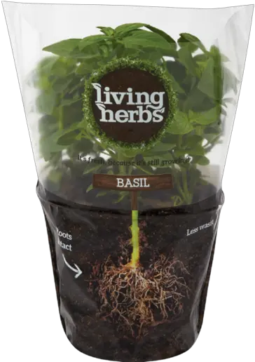  Download Free Basil Living Pot Leaf Herbs Icon Favicon Herbs Pot At Checkers Png Pot Leaf Icon