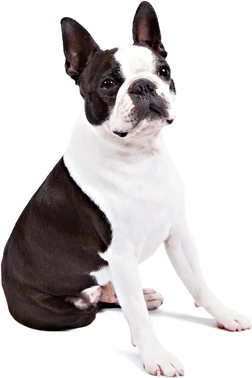  Boston Terrier Dog Breed Information Terrier Png Boston Terrier Png