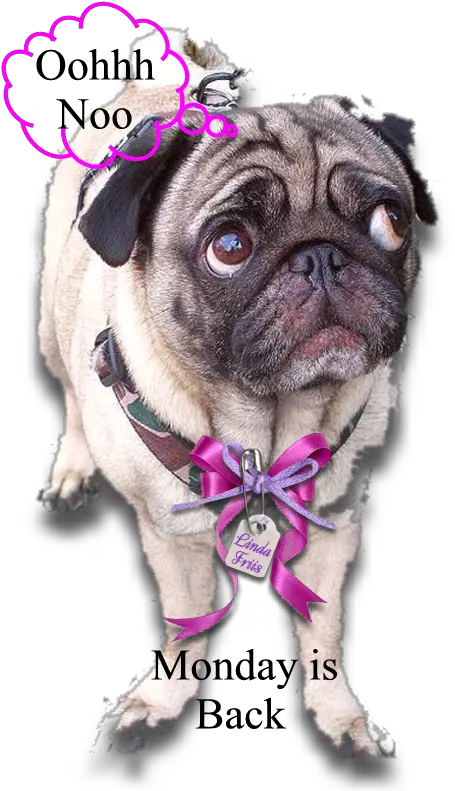  Download Hd Pug Dogs Pugs Everything About You Is So Png Pug Transparent