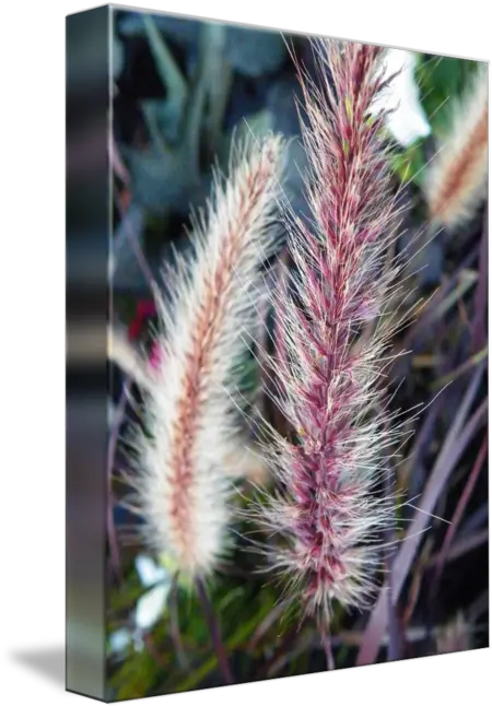  Red Head Fountain Grass Sedges Png Fountain Grass Png